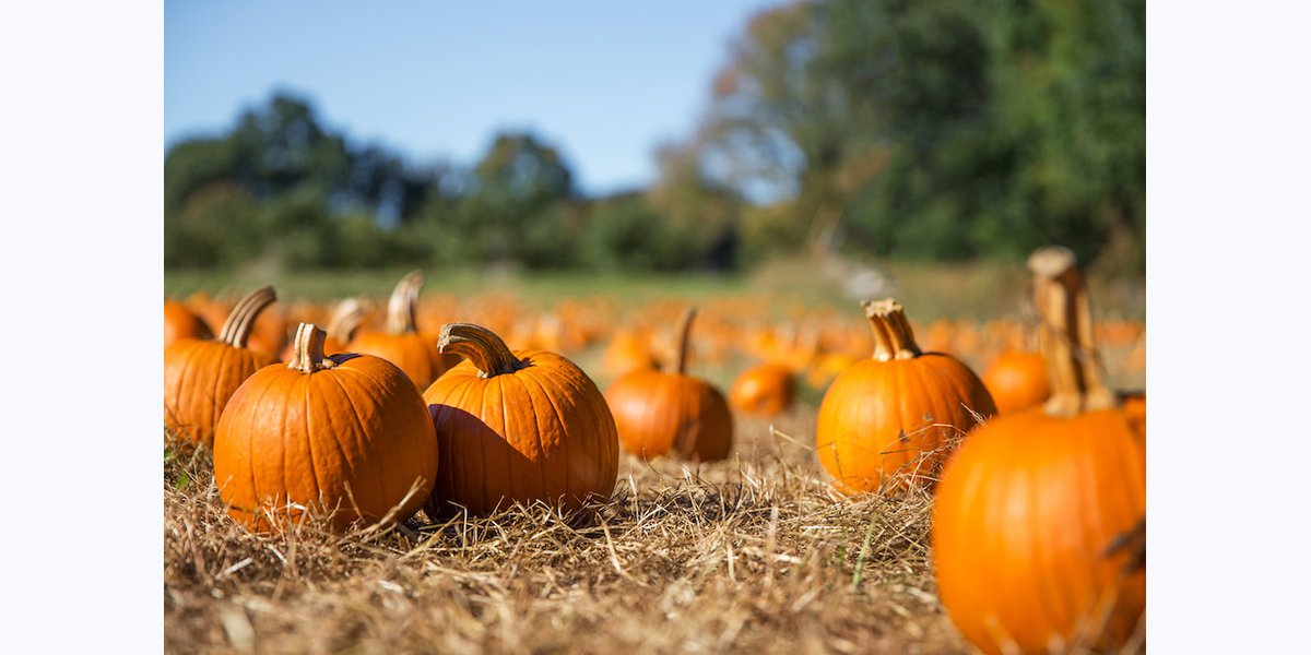 Litchfield Hills Farm-Fresh Market