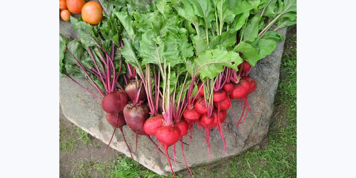Goshen Farmers' Market
