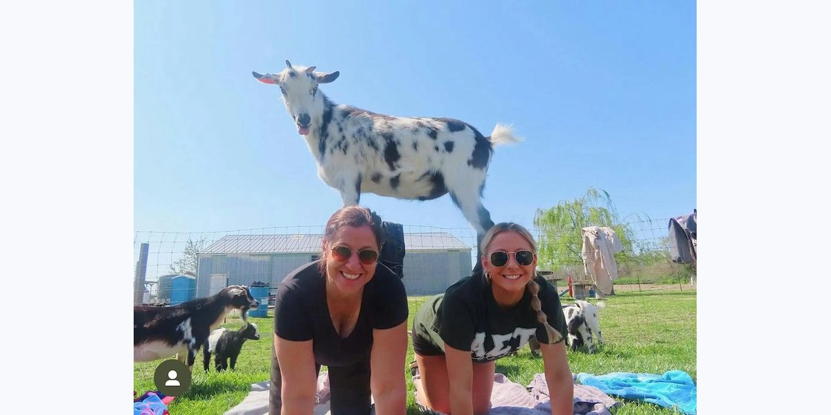 Goat Yoga at Alton Farmers Market photo in Alton, IL, IL