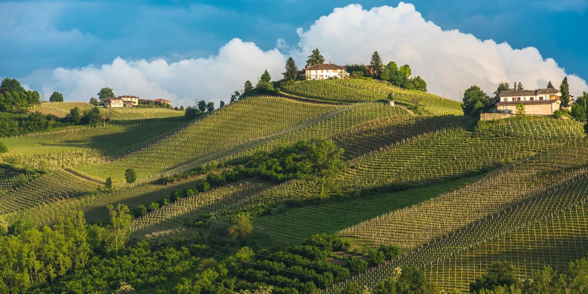 Taste of Northern Italy: A Piemonte Tasting photo in Port Chester, NY, NY