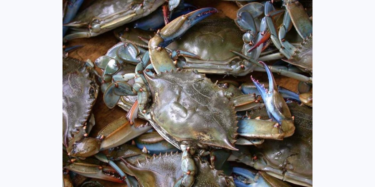 Poquoson Seafood Festival photo in Poquoson, VA